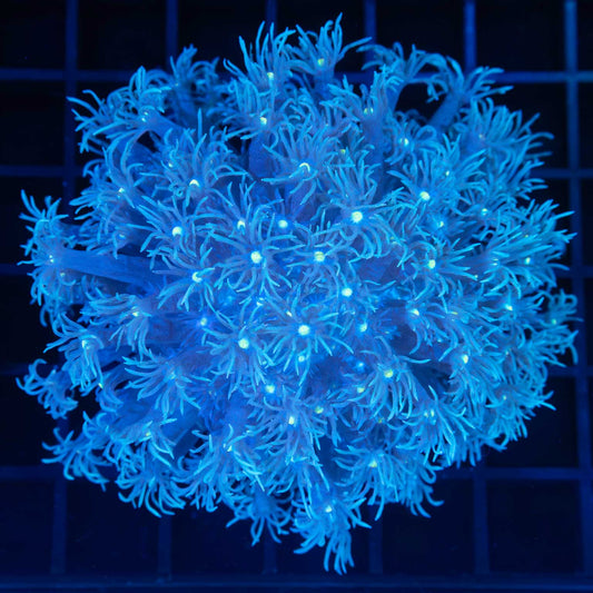 Blue Goniopora Colony 3.25" (Tank Grown)