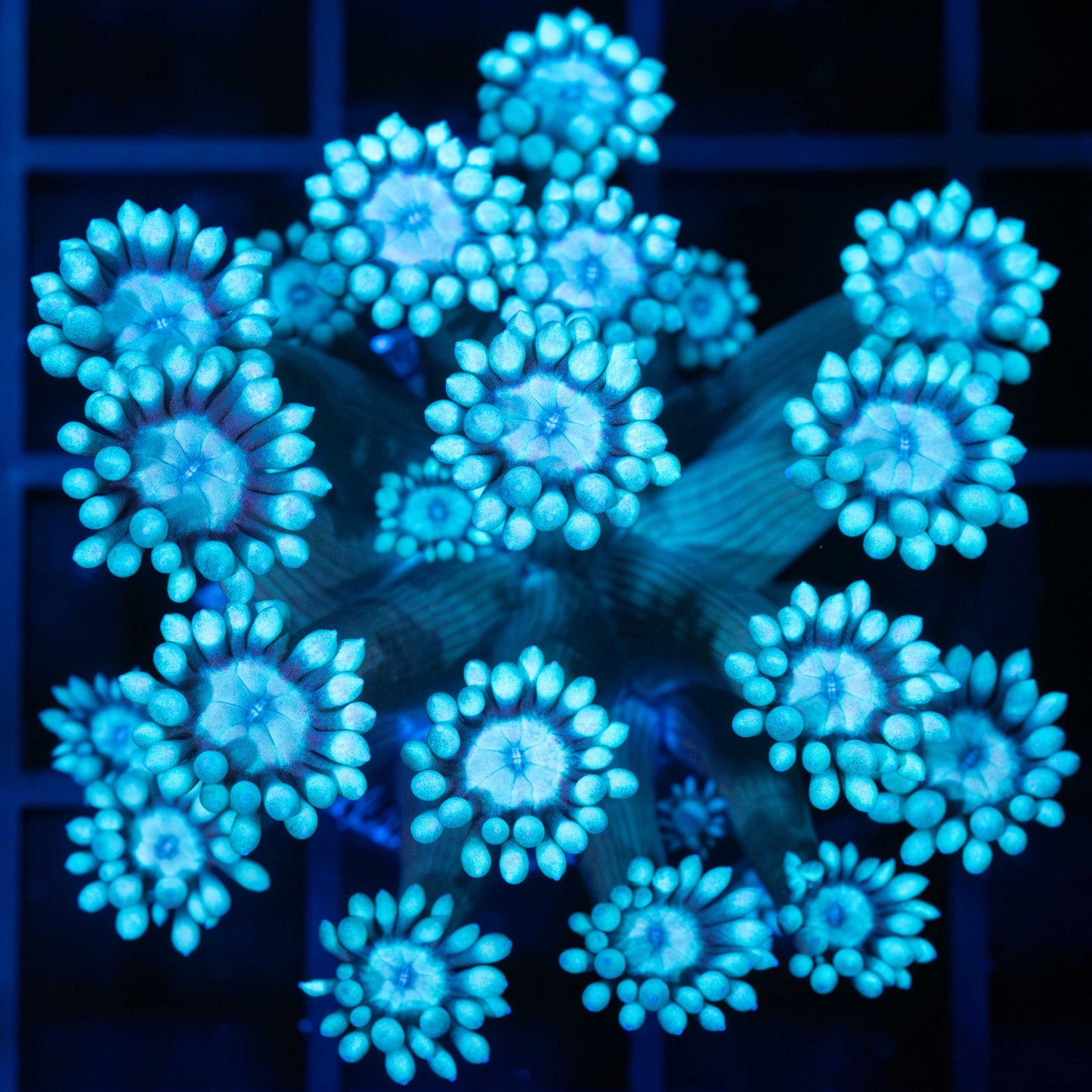 Blue Goniopora Coral