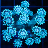 Blue Goniopora Coral