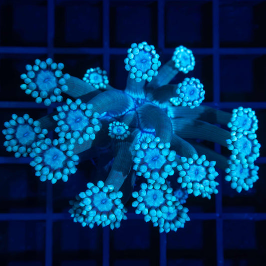 Blue Goniopora Coral