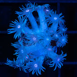 Blue Goniopora Coral