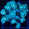 Blue Goni 3