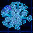 blue Goniopora pink center