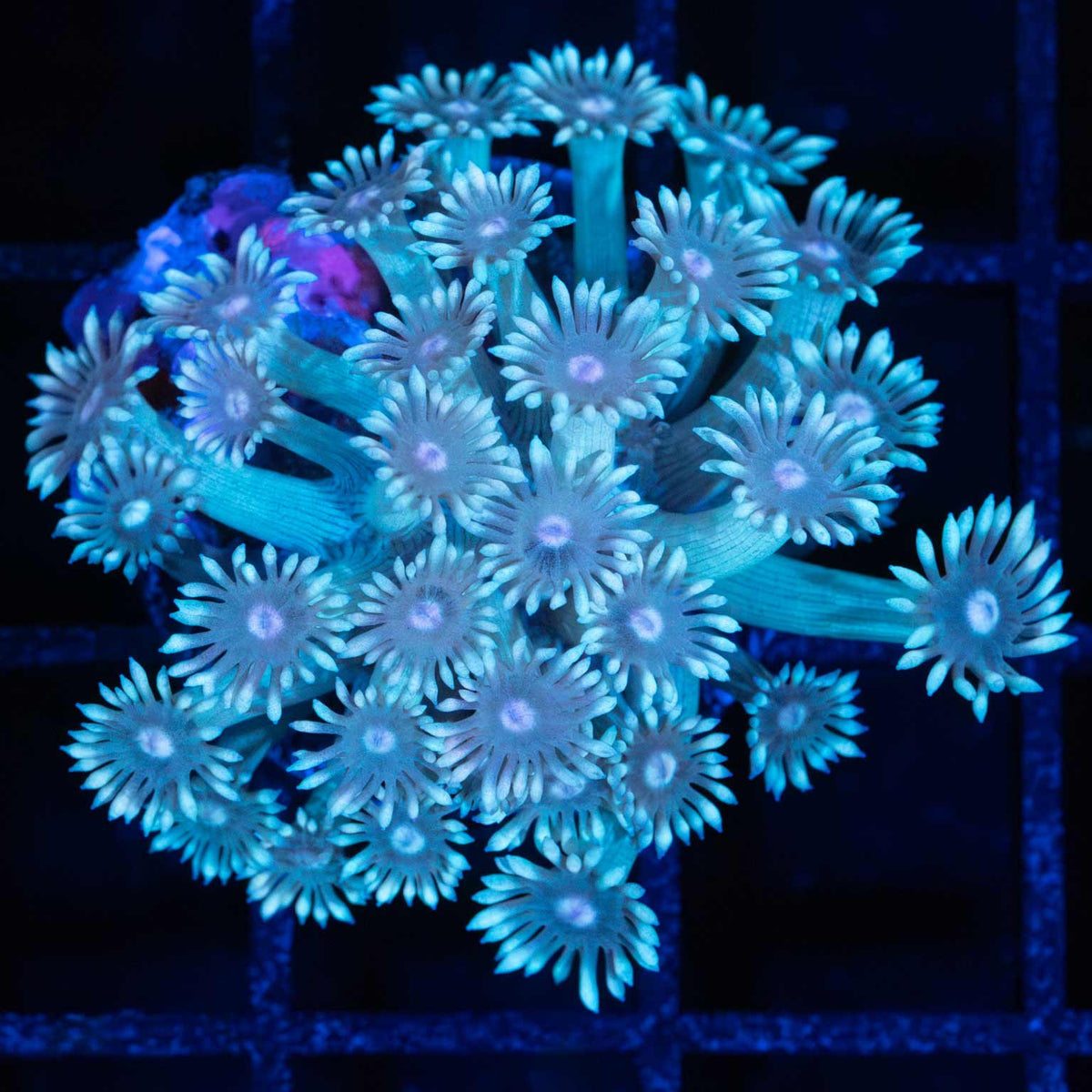 blue Goniopora pink center