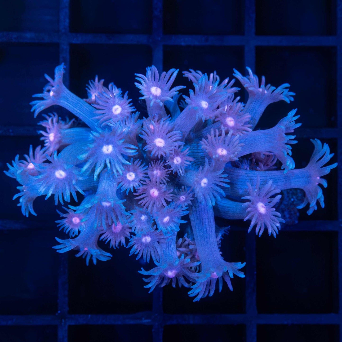 Purple Goniopora Coral