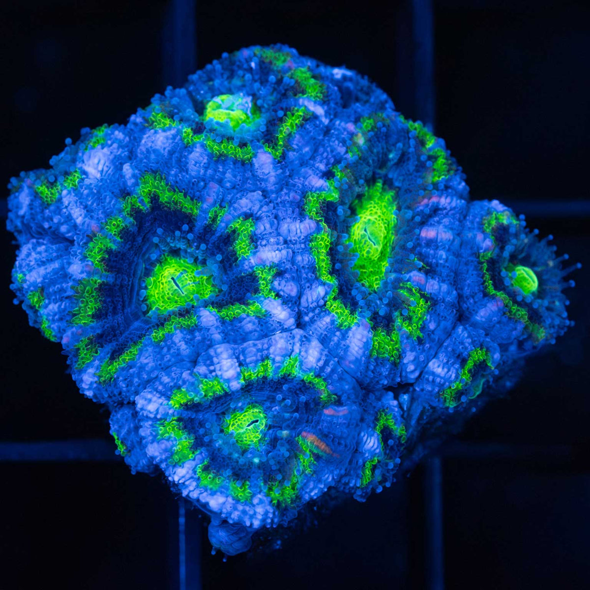 green acan coral