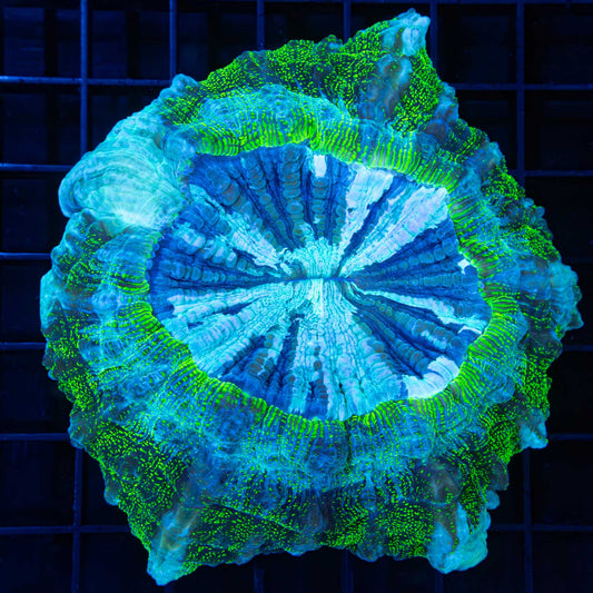 Green Glitter Acanthophyllia 4.25"