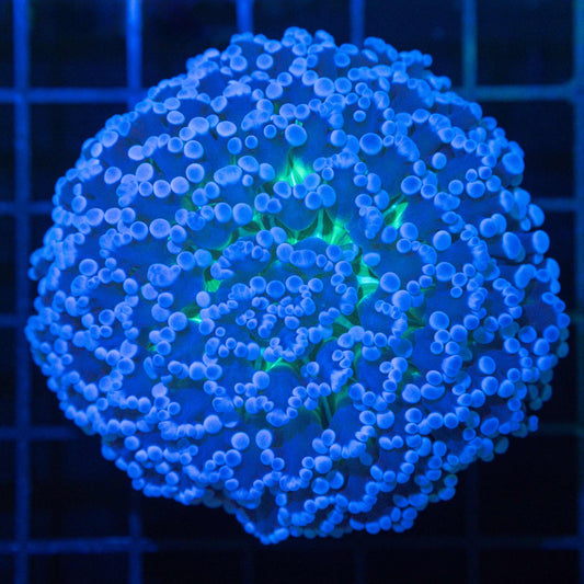 Blue Green Center Kingspawn