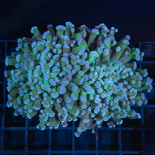 Blue and Green Frammer Coral 4" (Branching)