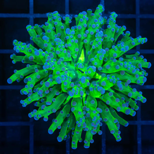 Blue Green Branch Frogspawn Coral