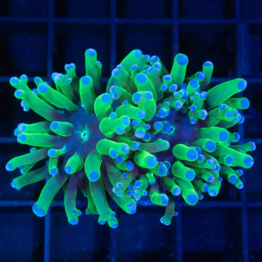 2 Heads Bicolor Branching Frogspawn Coral