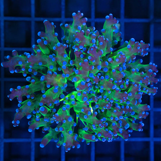 Purple Tip Frogspawn