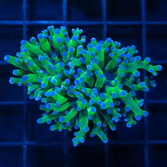 Blue Green Branch Frogspawn Coral
