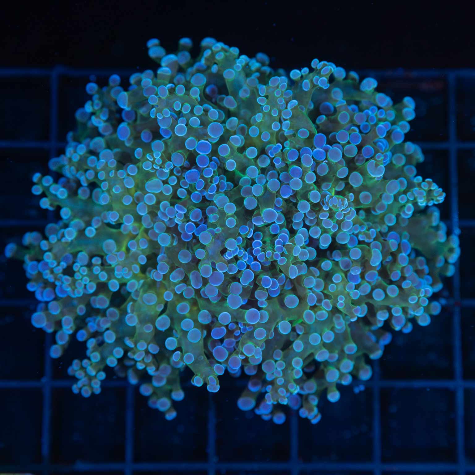 2 Heads Blue Green Frogspawn Coral