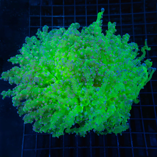 XXL Giant Head Branching Octospawn 8" (Splitting)