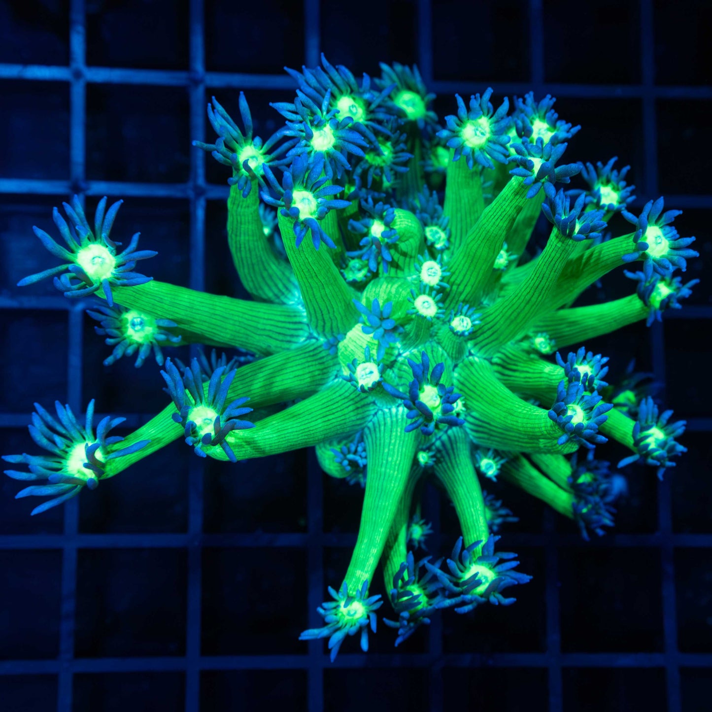 Goniopora Colony