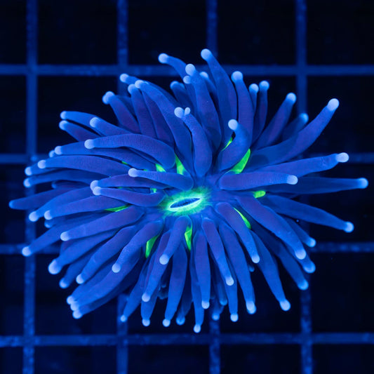 Blue Tip Torch Coral