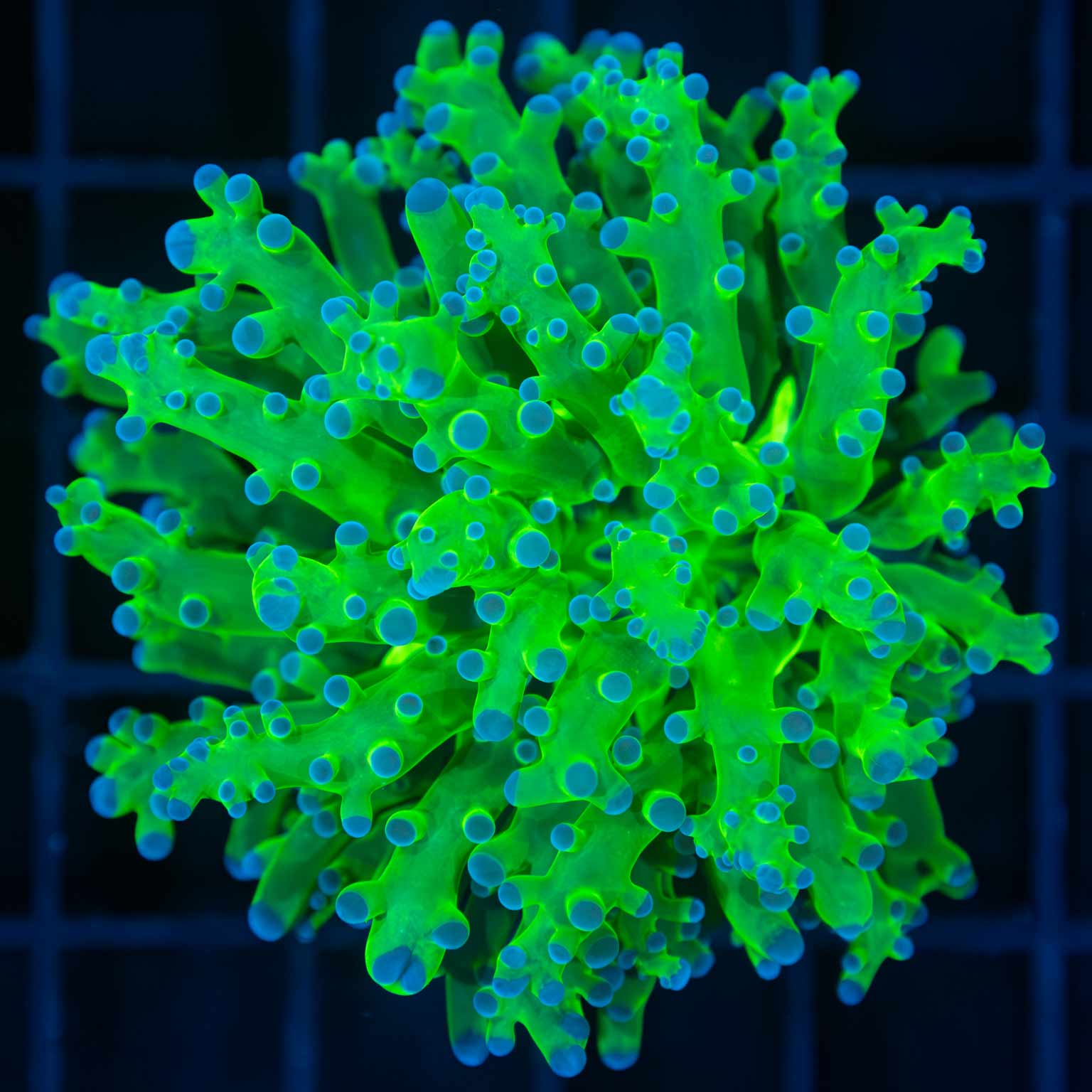 Large Blue and Green Frogspawn Coral (Branching)