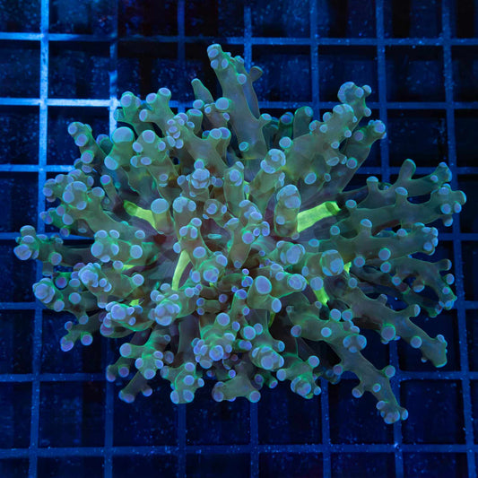 XL Blue Green Frogspawn Coral 4"