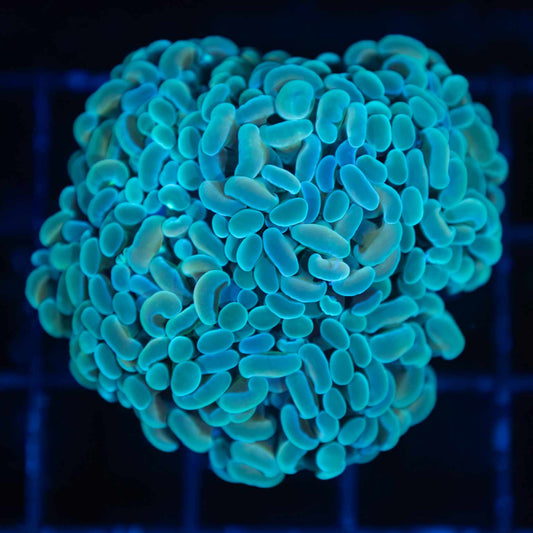 5 Head Blue Hammer Colony