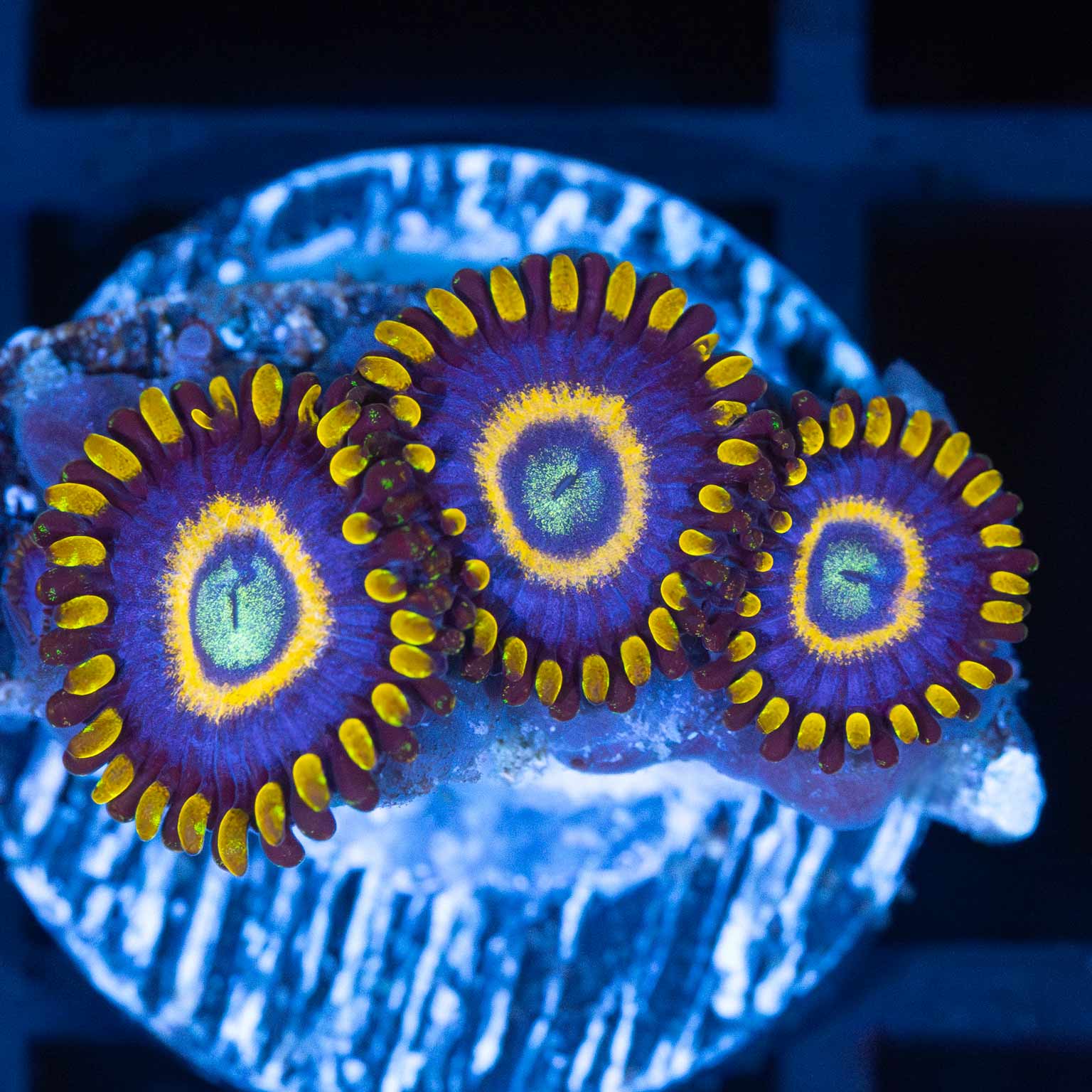 Blue Hornet Zoa Combo (3 Polyps)