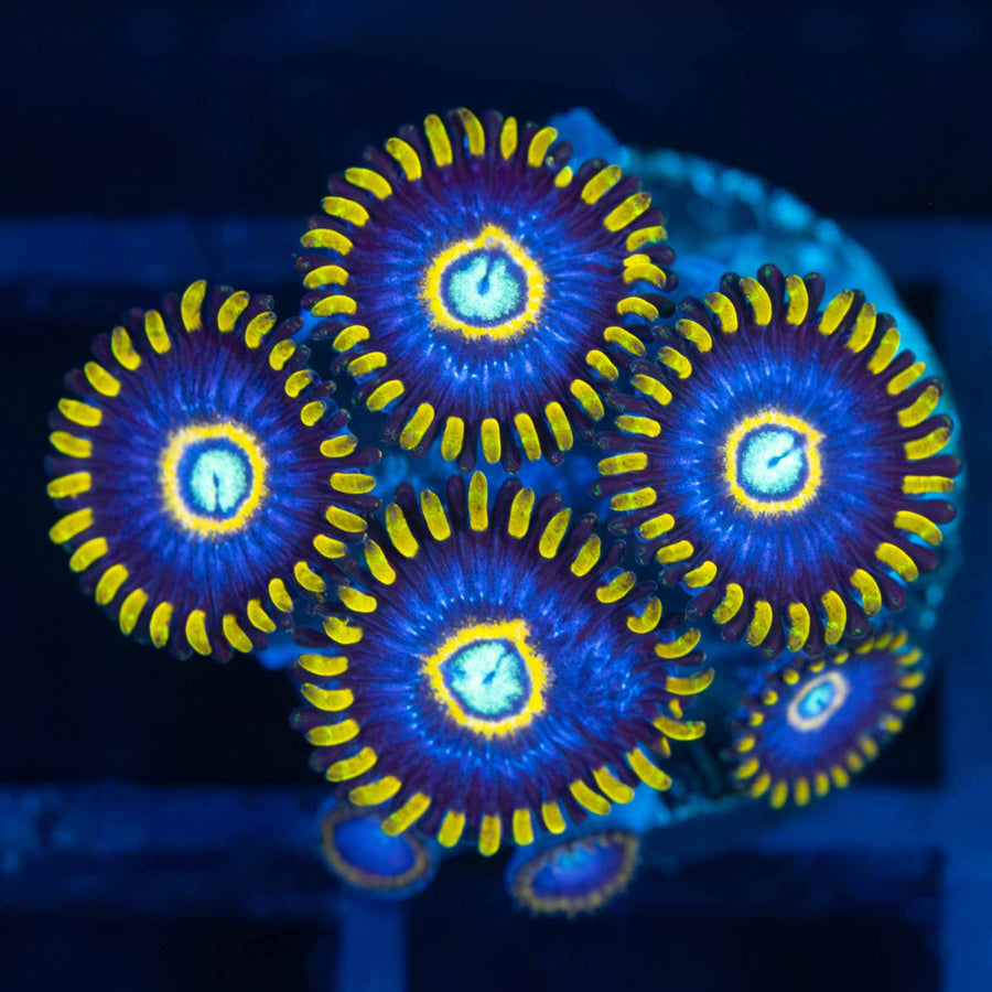 Blue Hornet Zoa