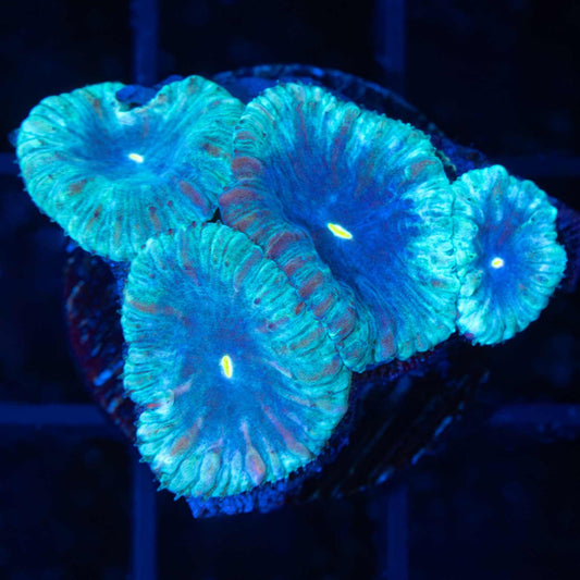 Blue Ice Blastomussa