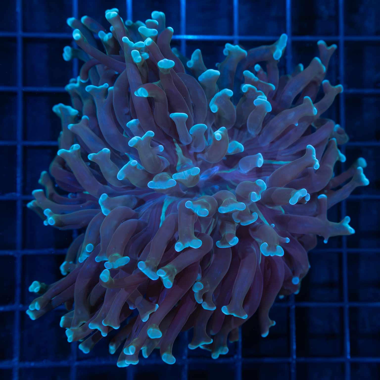 Blue Long Tentacle Hammer 4"