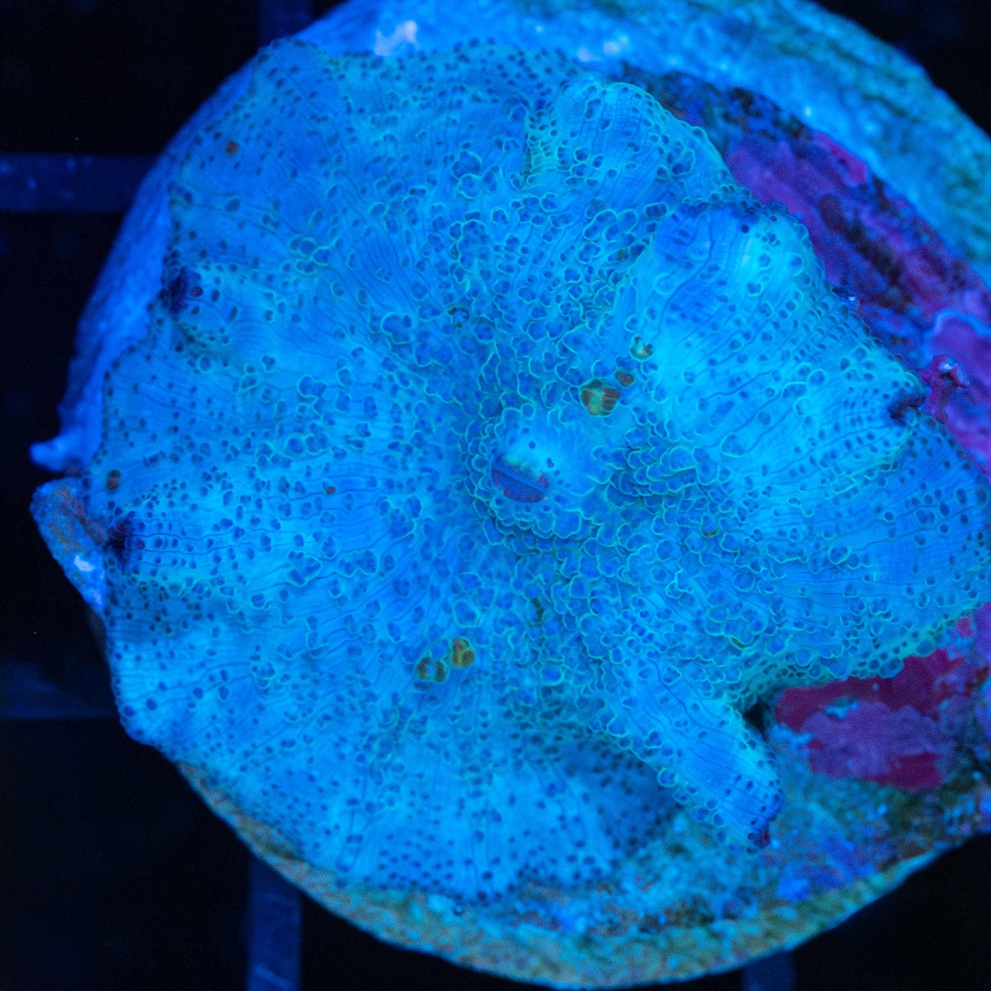 Large Blue Mushroom Coral