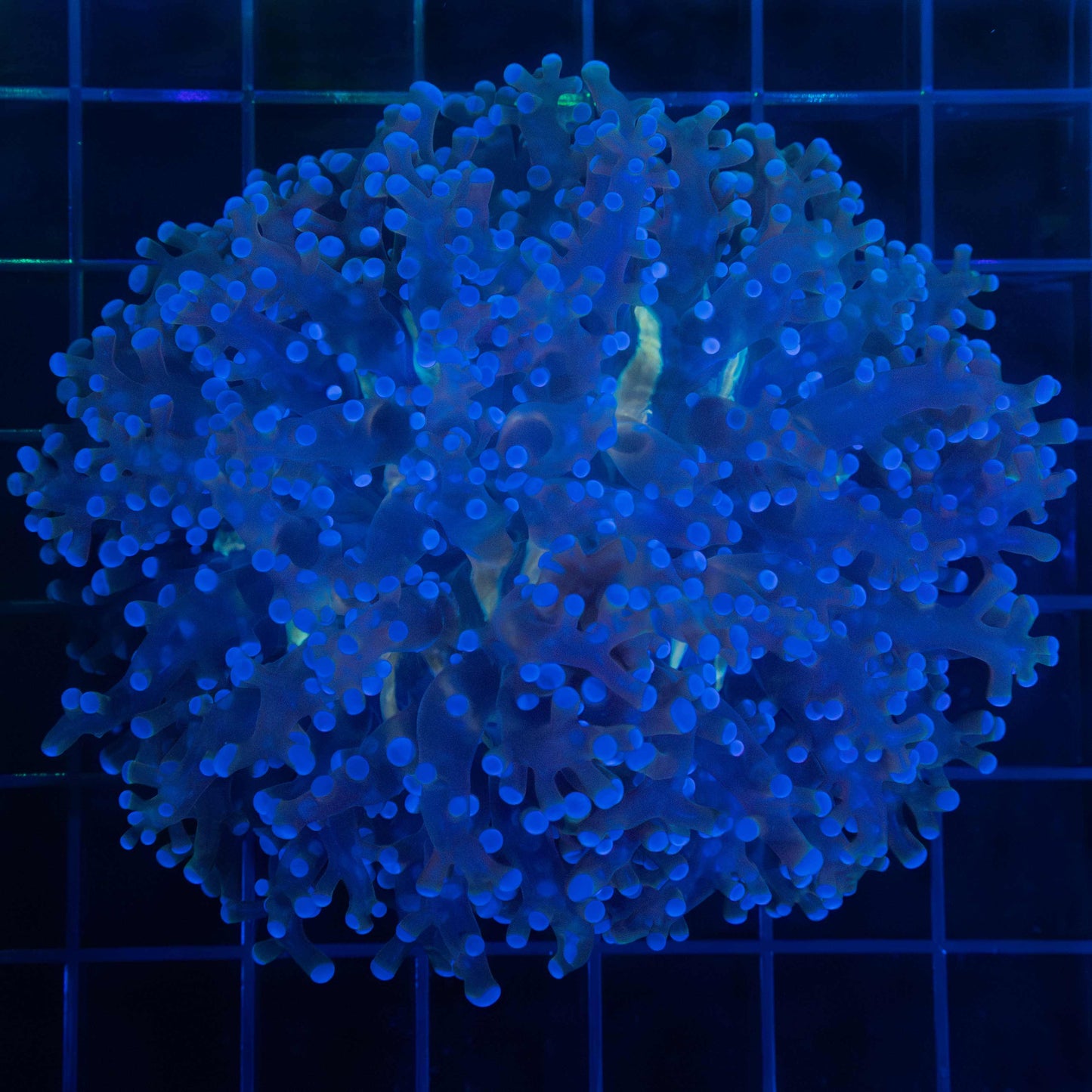 Blue Octospawn Coral