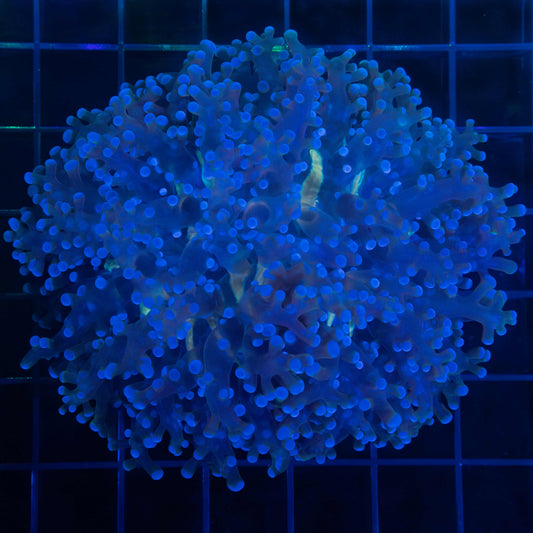 Blue Octospawn Coral