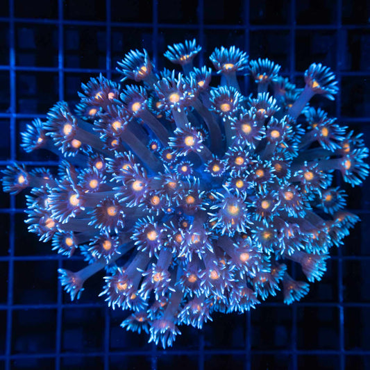 Orange Eye Blue Goni Colony 5"