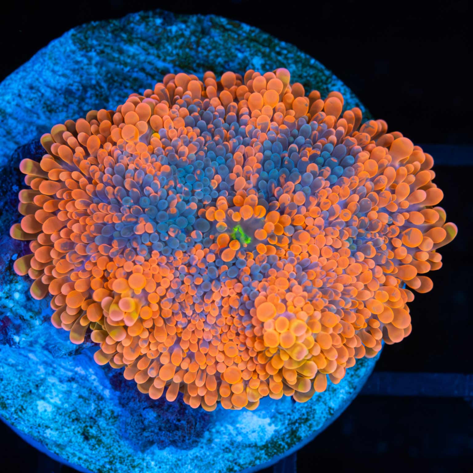 Miami Hurricane Yuma Mushroom Coral