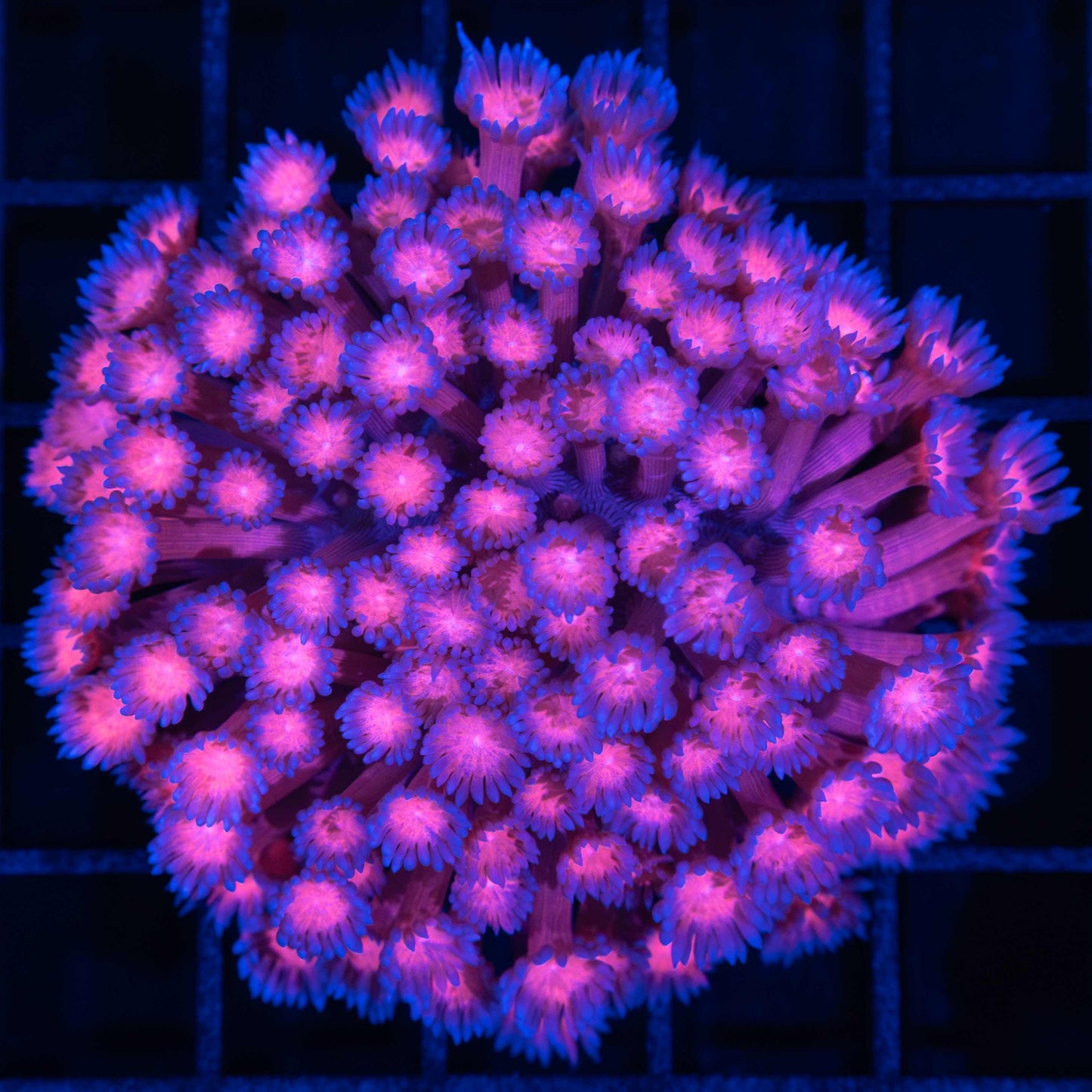 red and blue Goniopora colony