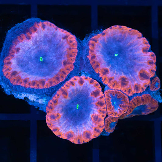 Purple Pink Blastomussa Colony