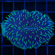 Green tentacle blue plate coral