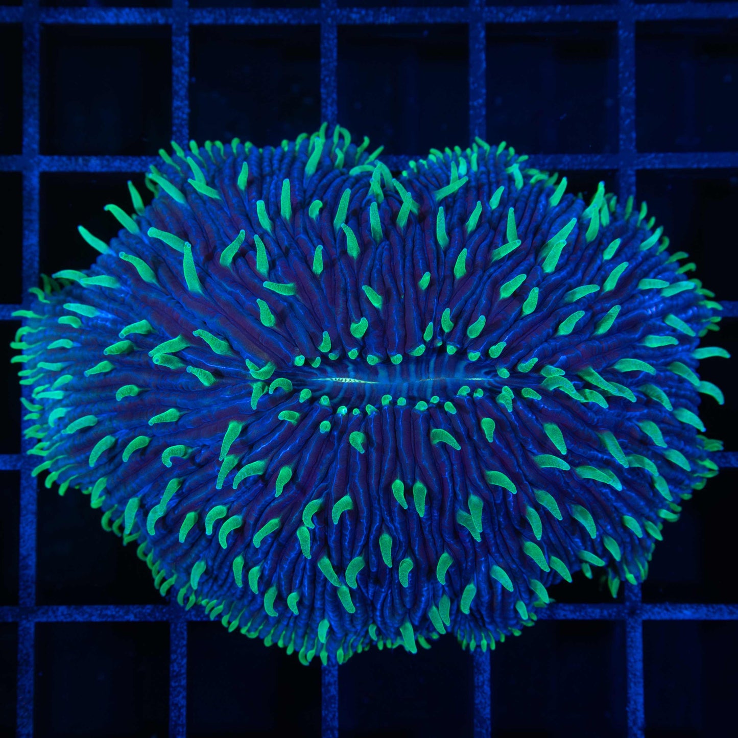 Green tentacle blue plate coral