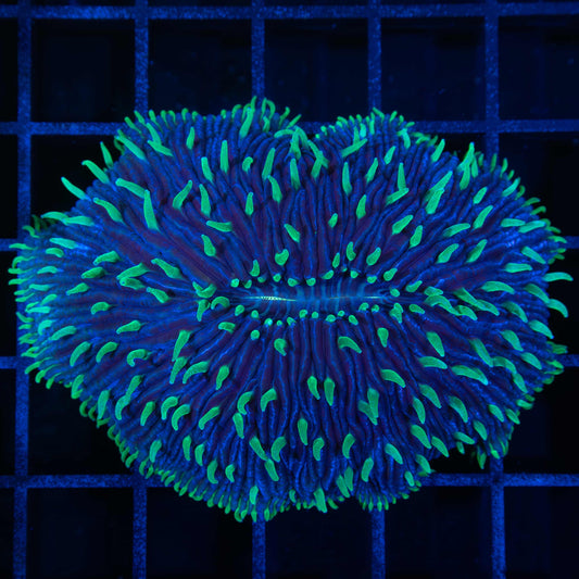 Green tentacle blue plate coral