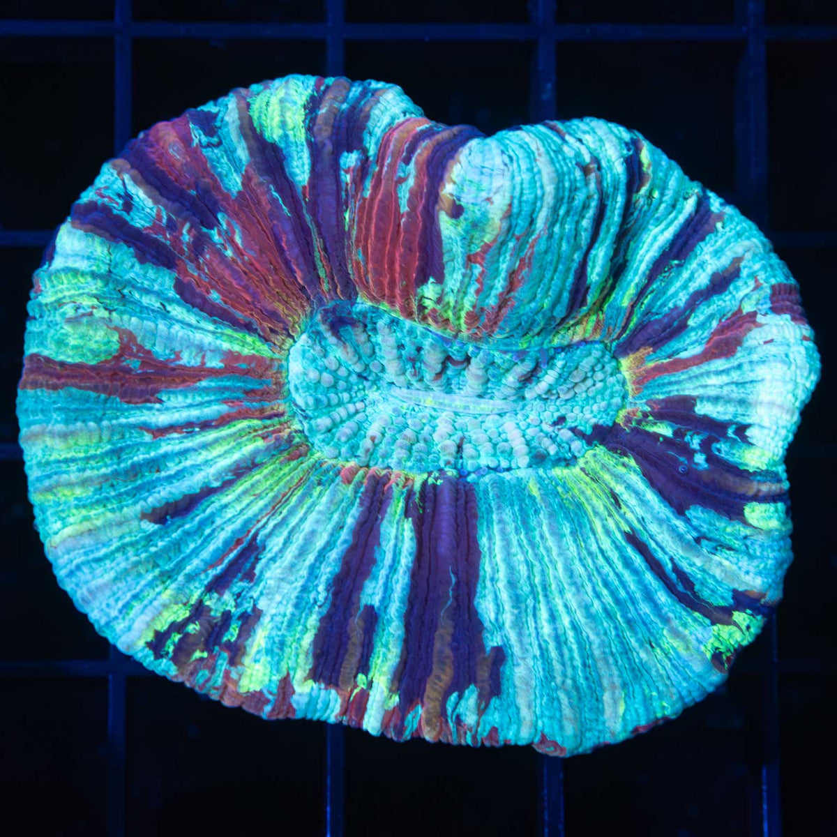 Rainbow Trachyphyllia