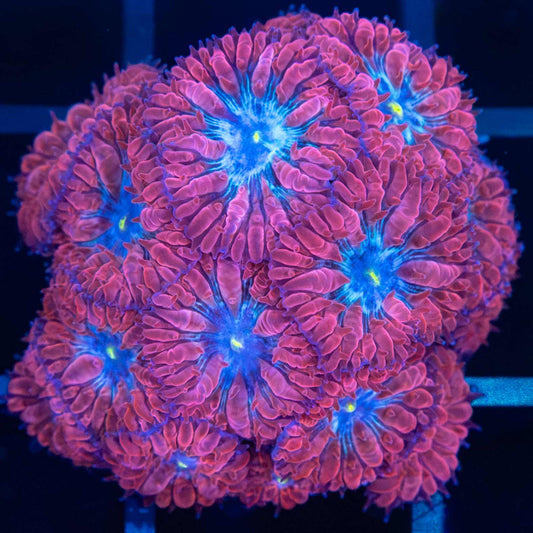Blue Raven Blasto Colony