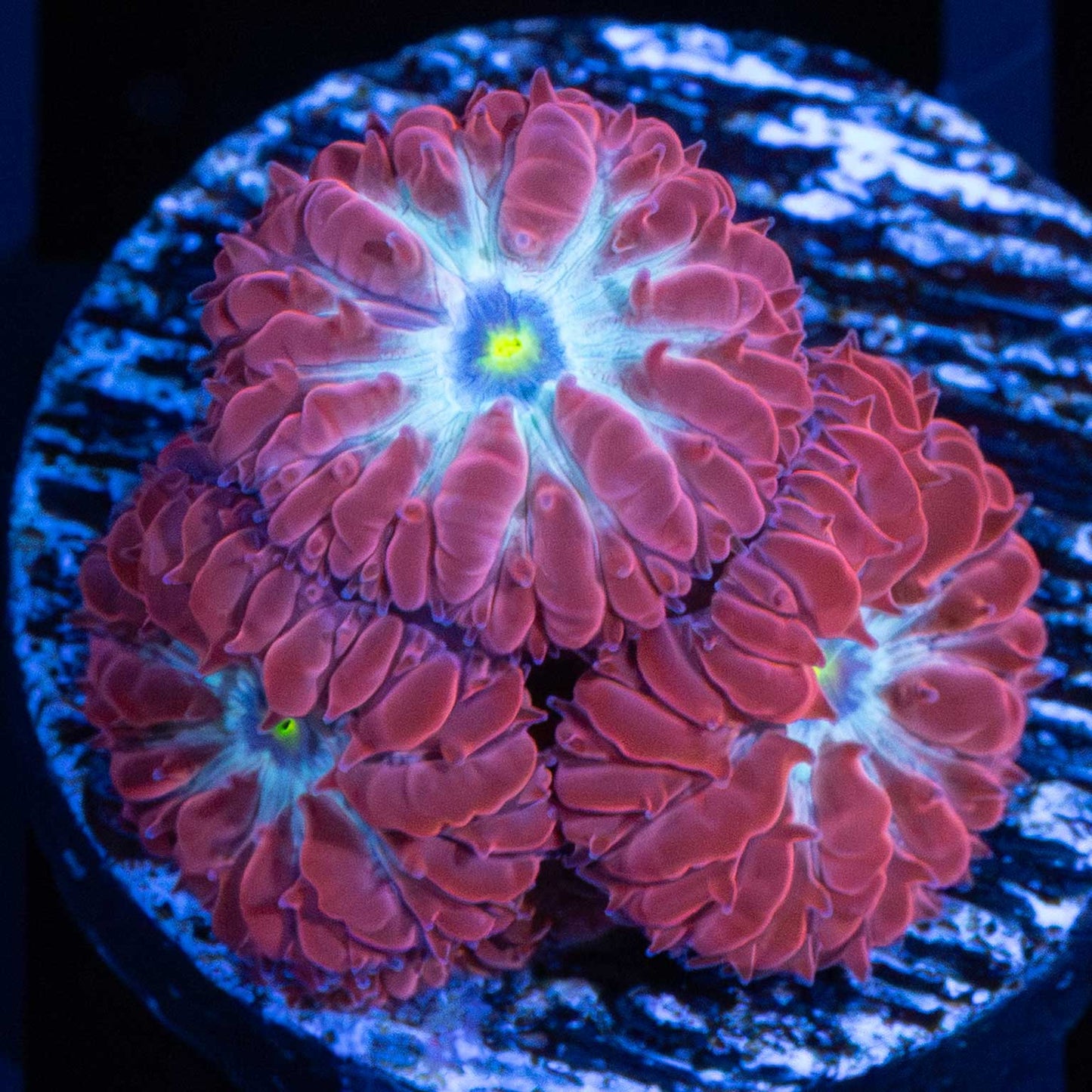 Blue Raven Blasto (3 polyps)