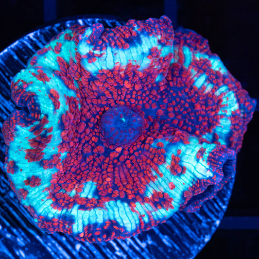 Large Blue Ring Ultra Red Devil Mushroom