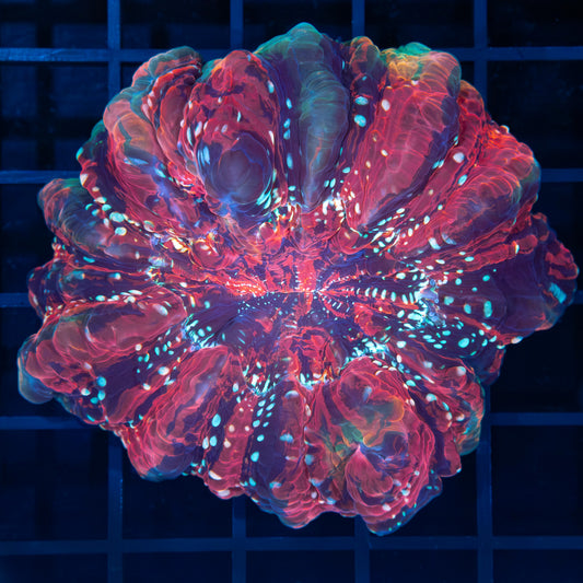 Blue Spot Rainbow Acanthophyllia 3.25”