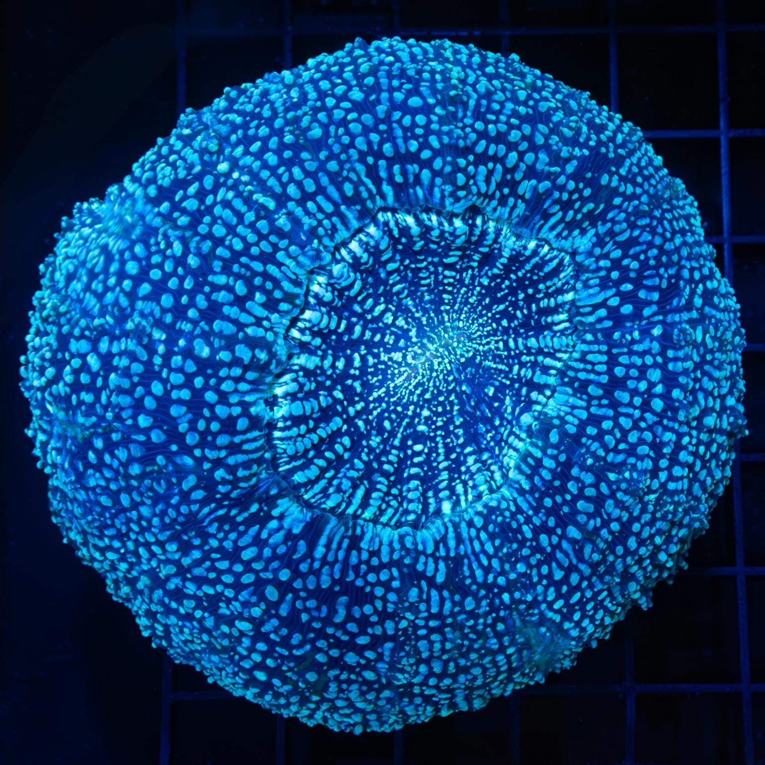 Blue Spot Acanthophyllia 4.25"