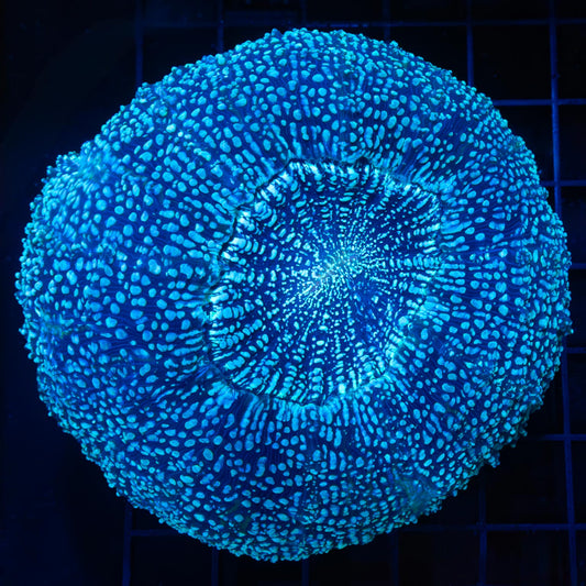 Blue Spot Acanthophyllia 4.25"