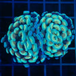 Blue Teal Gold Hammer Coral 2 heads