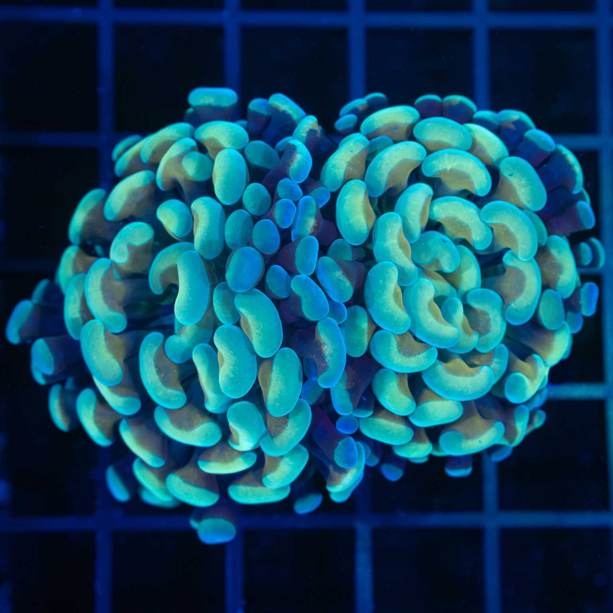 Blue Teal Gold Hammer Coral 2 heads
