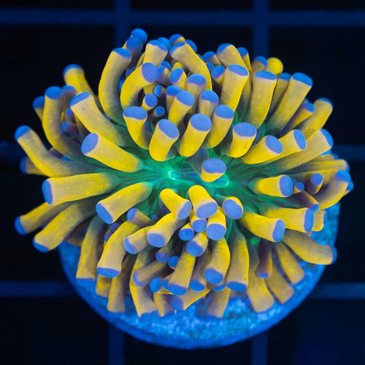 Blue Tip Ultimate Banana Torch