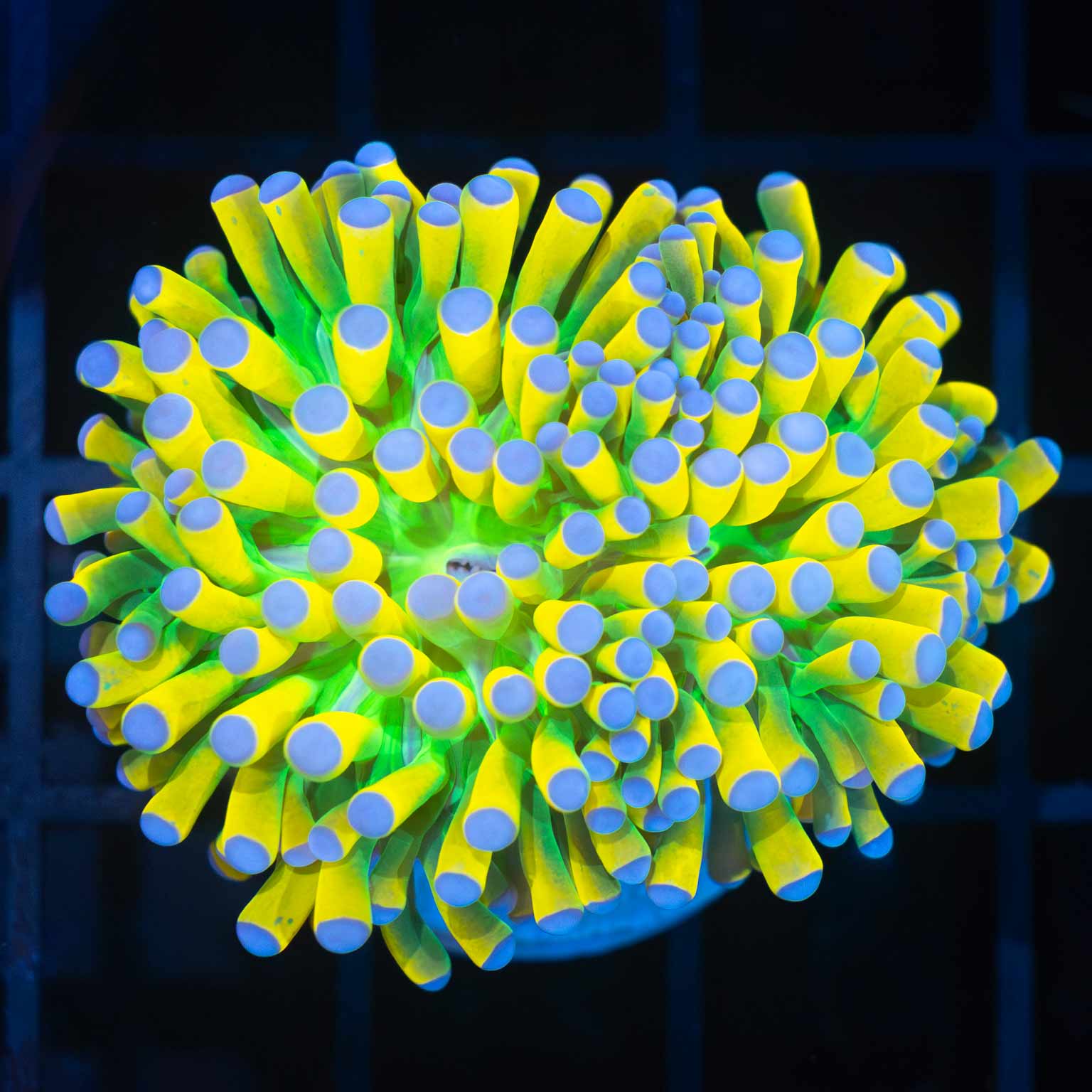 Blue Tip Banana Torch Coral (Splitting)