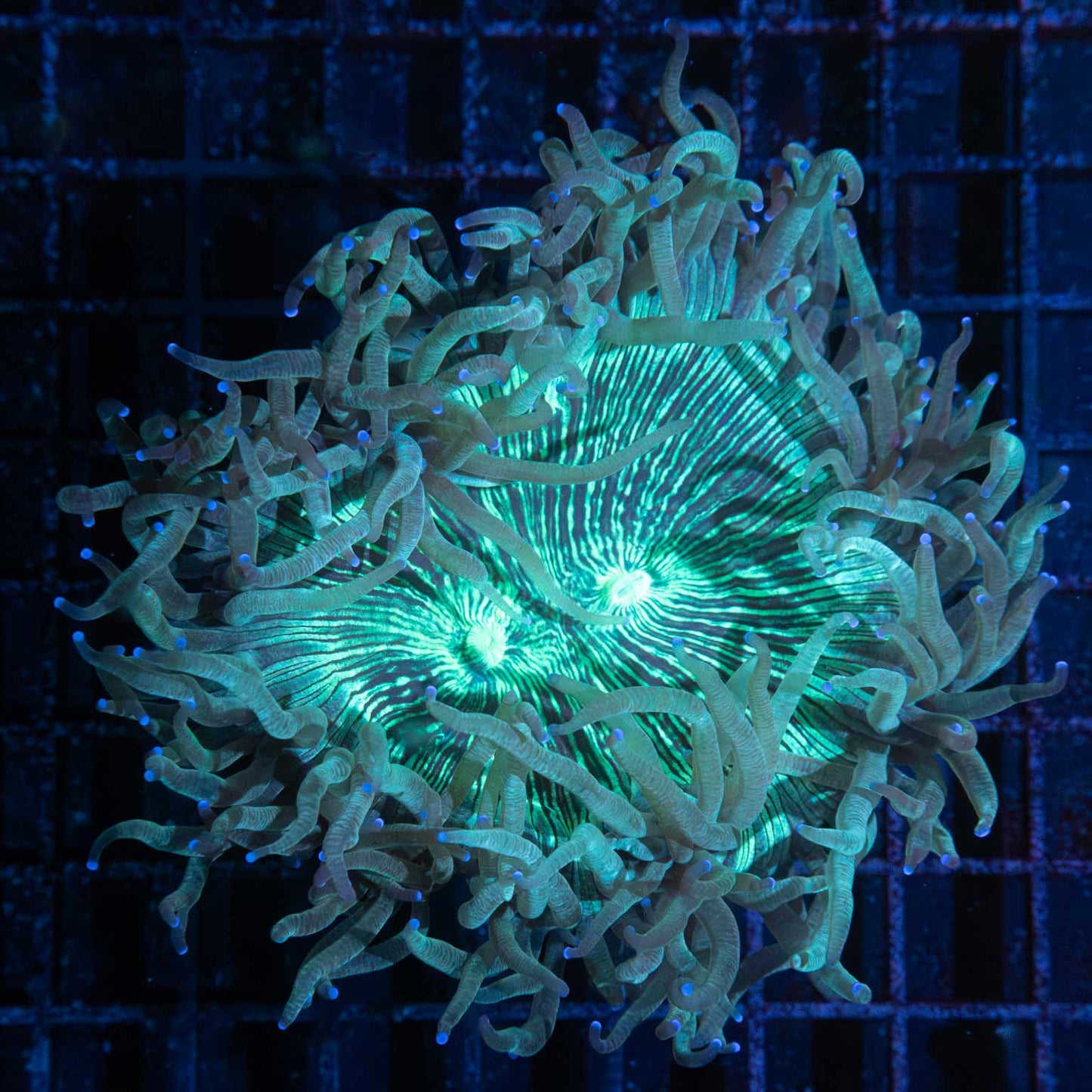 Teal Blue Tip Elegance Coral 6"